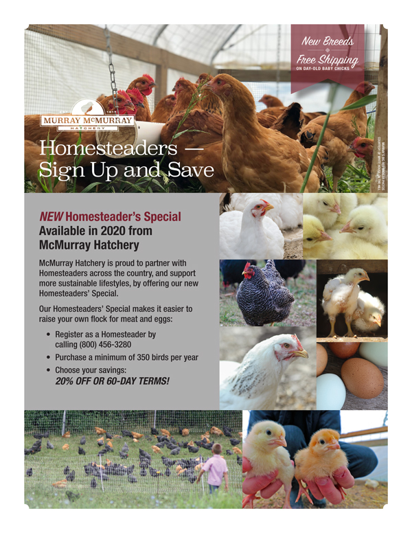 Homesteader's Special from McMurray Hatchery