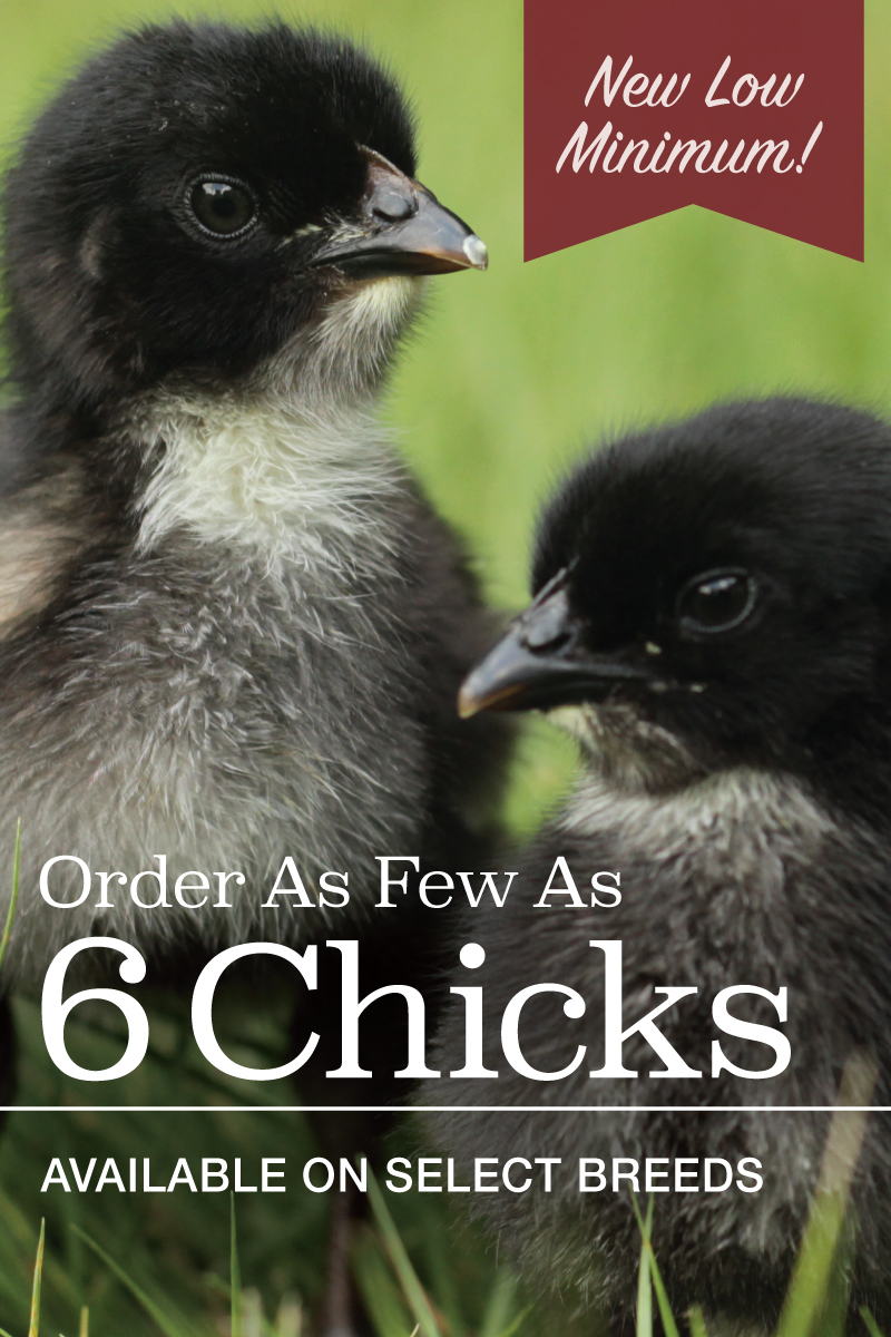 McMurray Hatchery - New for 2020, 6 Chick Minimum