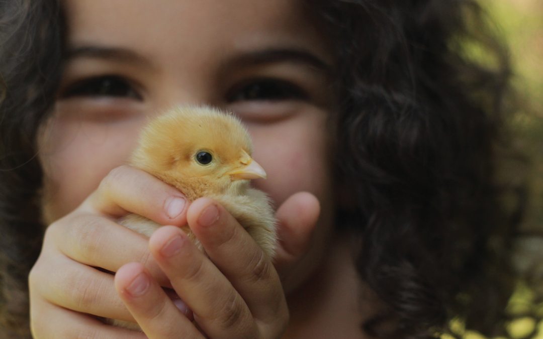 New 6 Chick Minimum, New Breeds and More for 2020