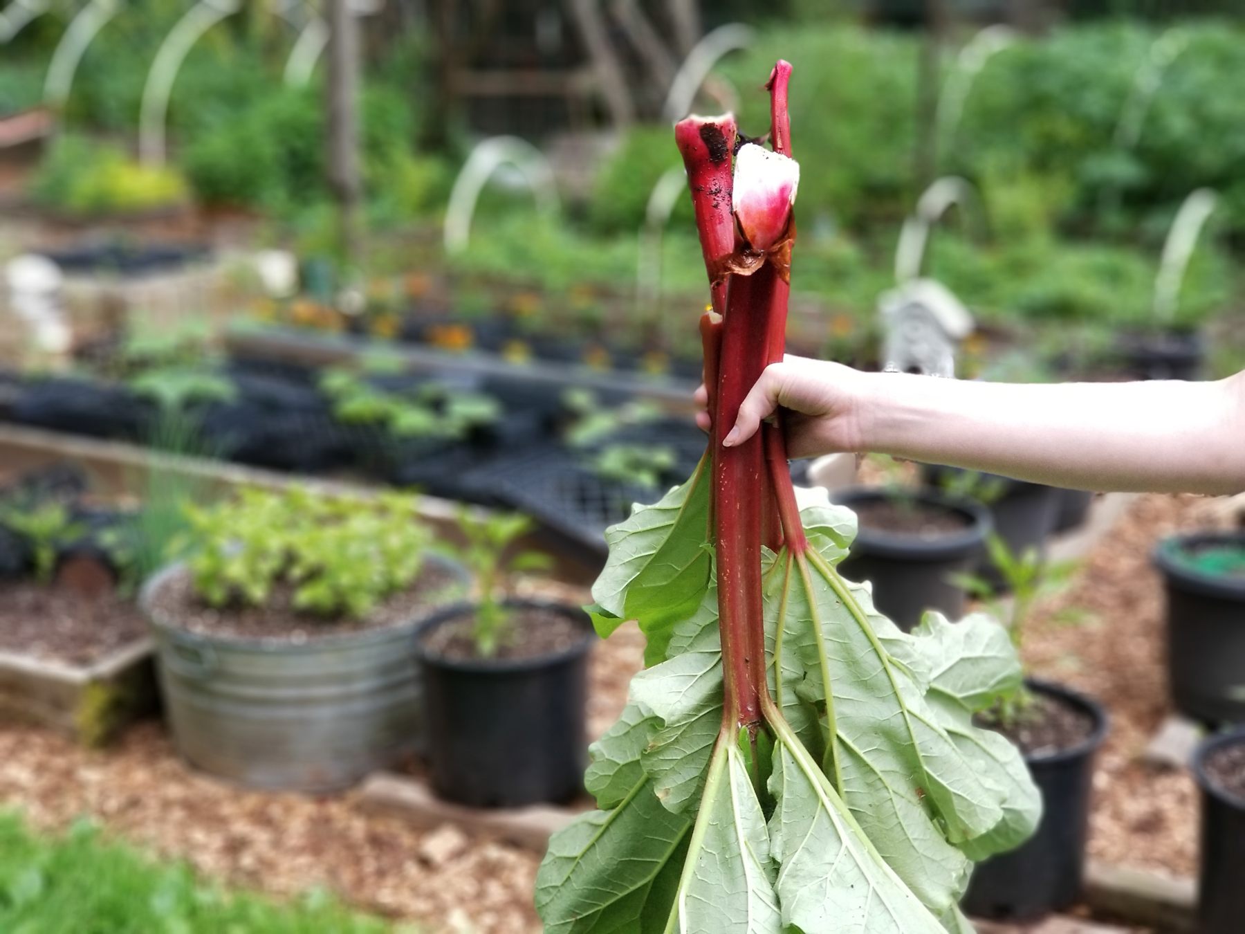 McMurray Hatchery Homesteading For Beginners - Garden