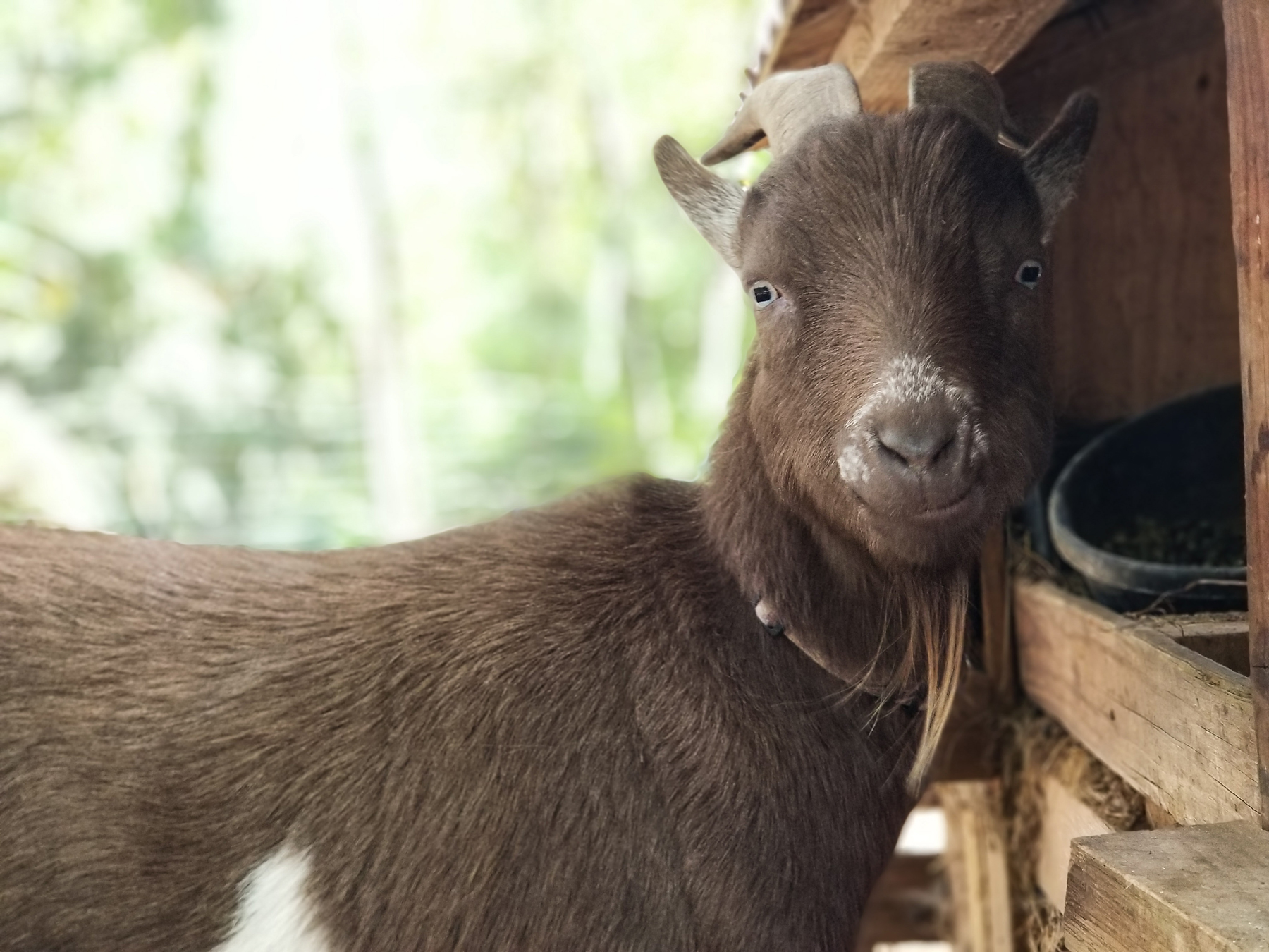 McMurray Hatchery - Homesteading For Beginners - Milking Animals - Goats