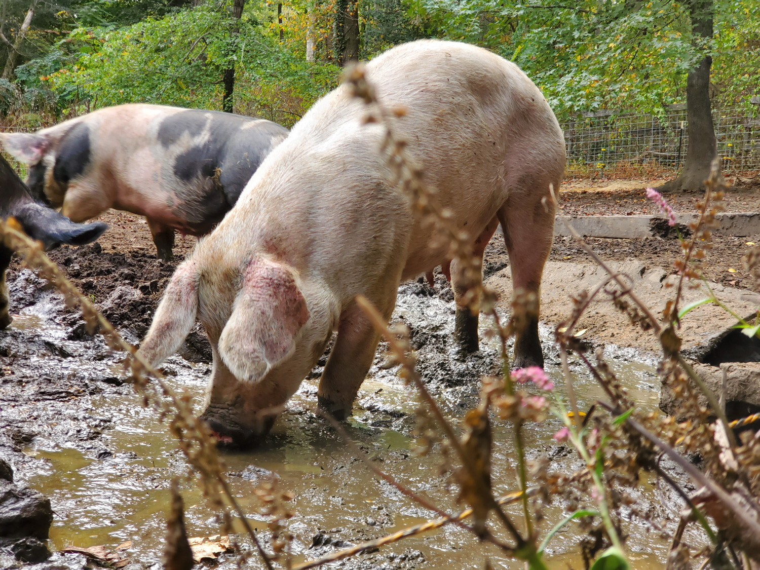 McMurray Hatchery - Homesteading For Beginners - Mini Farm - Pigs