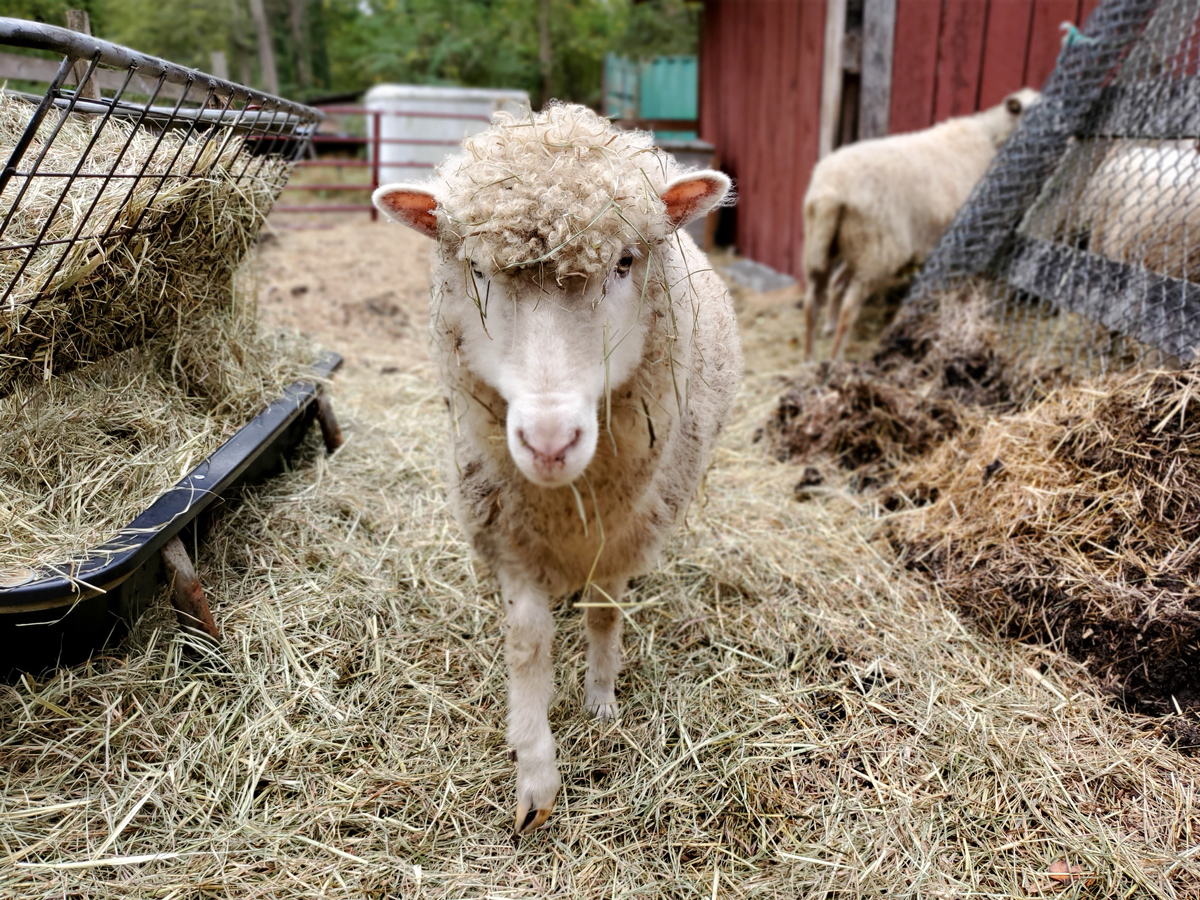 McMurray Hatchery - Homesteading For Beginners - Mini Farm - Sheep