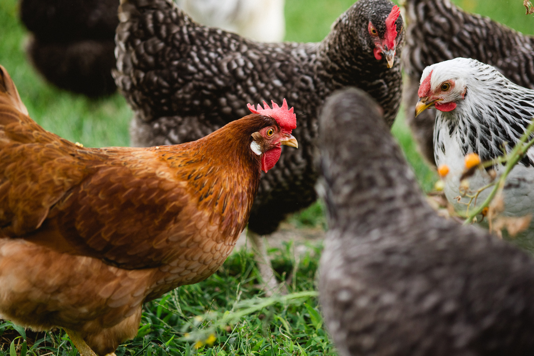 McMurray Hatchery - Homesteading For Beginners - Raising Poultry - Chickens