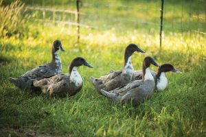 McMurray Hatchery - Homesteading For Beginners - Raising Waterfowl - Ducks