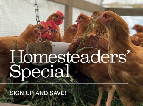 Selecting the Best Chicken Breeds for Your Homestead - Murray McMurray ...