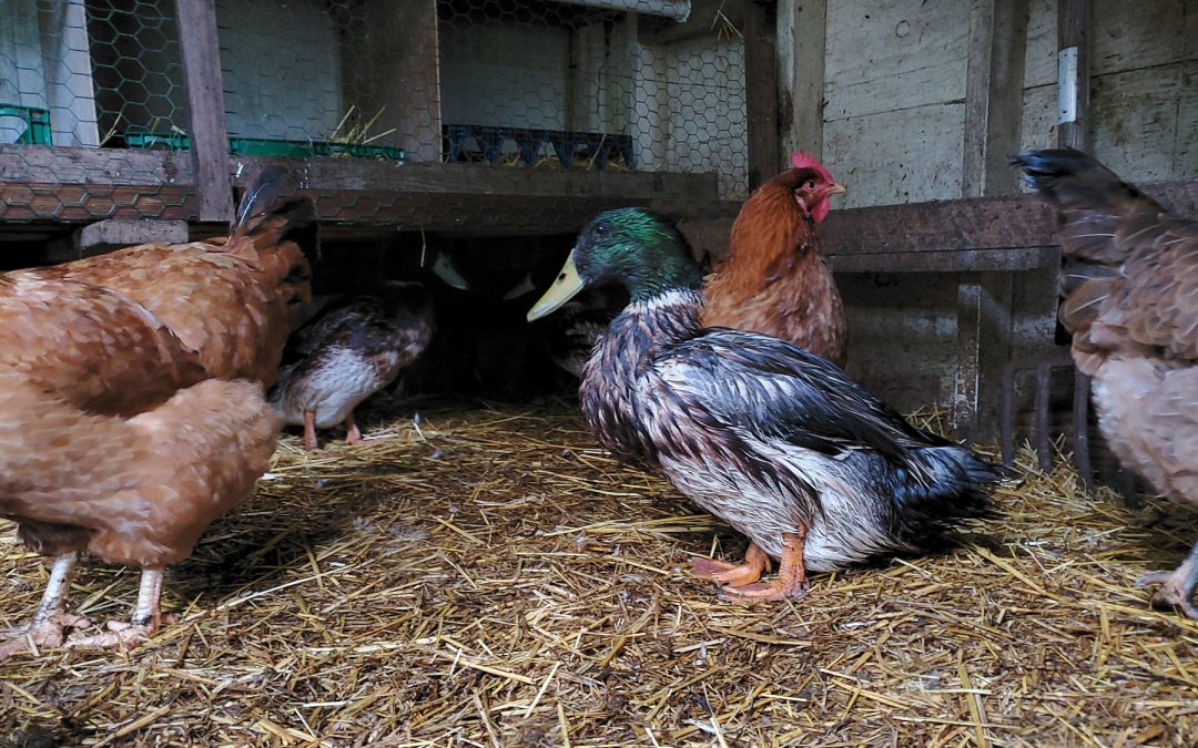 McMurray Hatchery Blog - Raising Chickens with Ducks