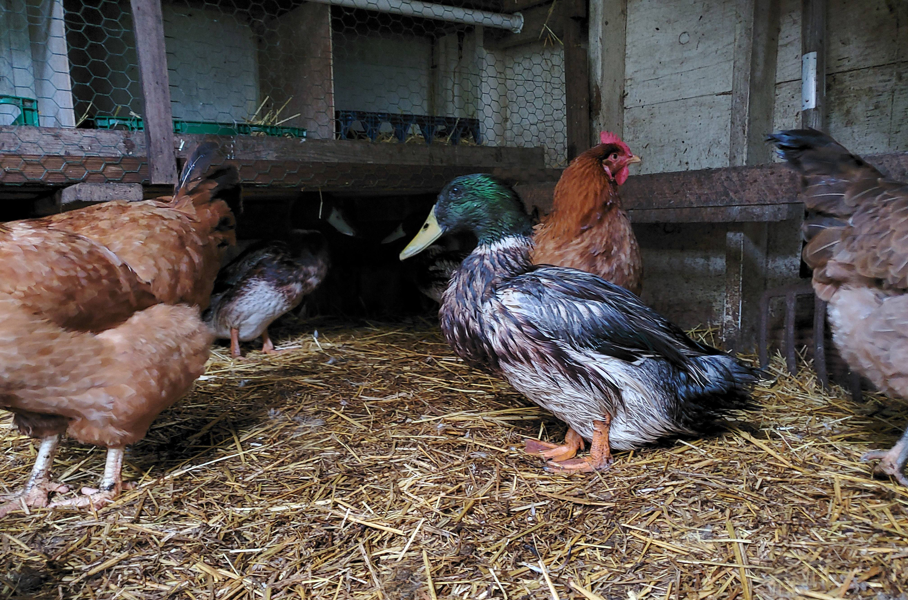 Raising Chickens With Ducks Murray Mcmurray Hatchery Blog