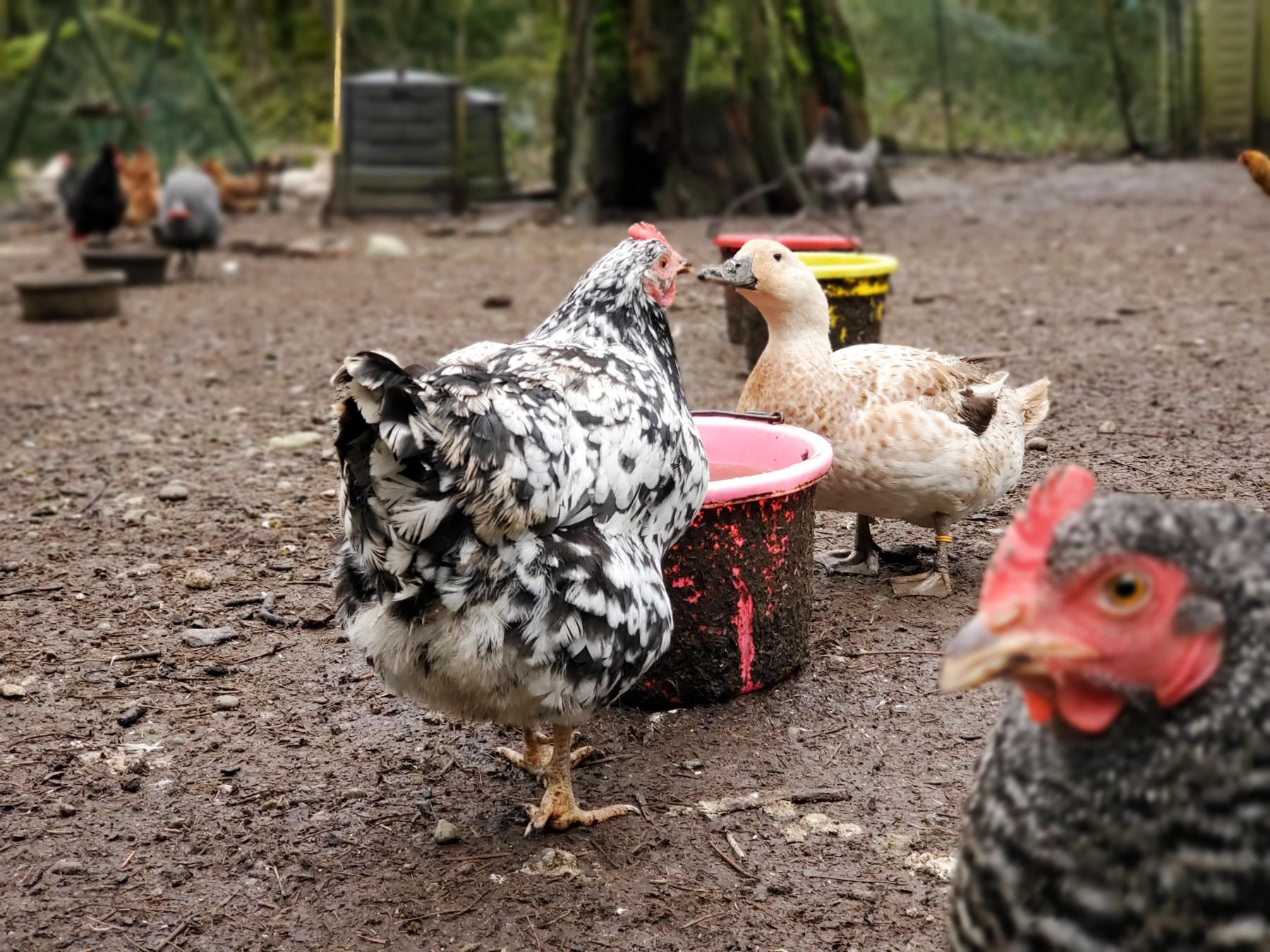 McMurray Hatchery - Raising Chickens with Ducks - Feed