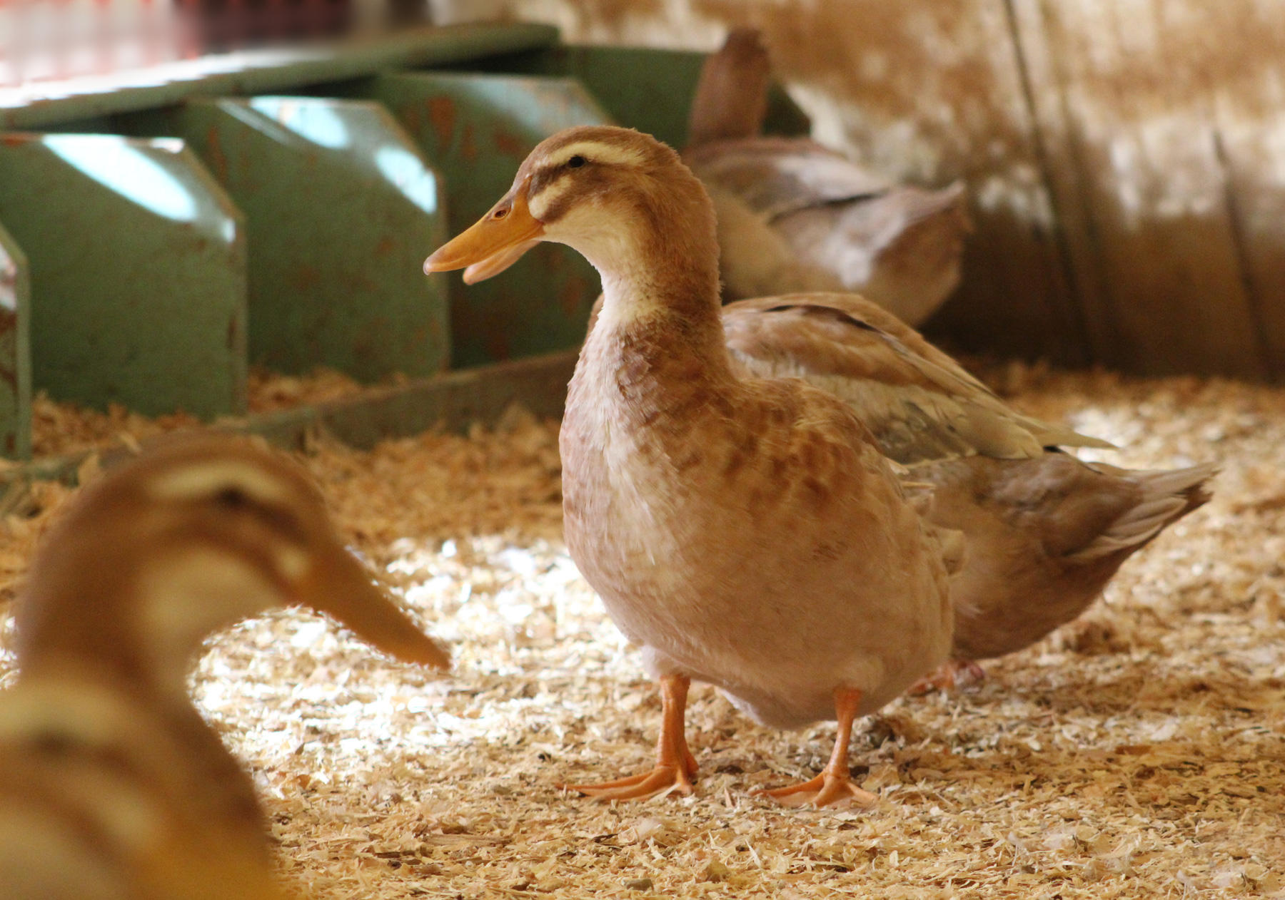 McMurray Hatchery Blog - Raising Chickens with Ducks - Nesting Boxes for Ducks