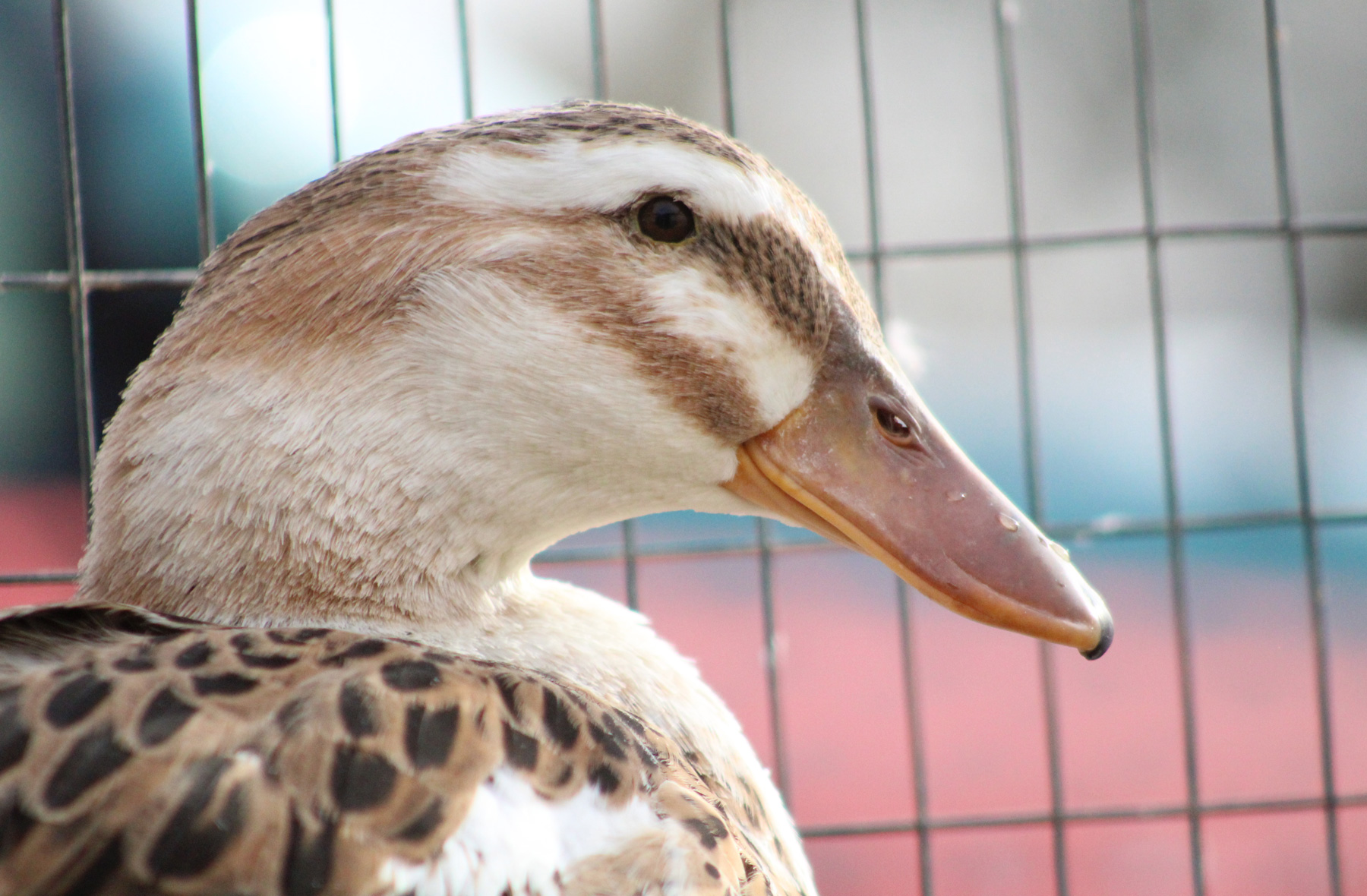 McMurray Hatchery - Raising Chickens with Ducks - Poultry Coop and Run