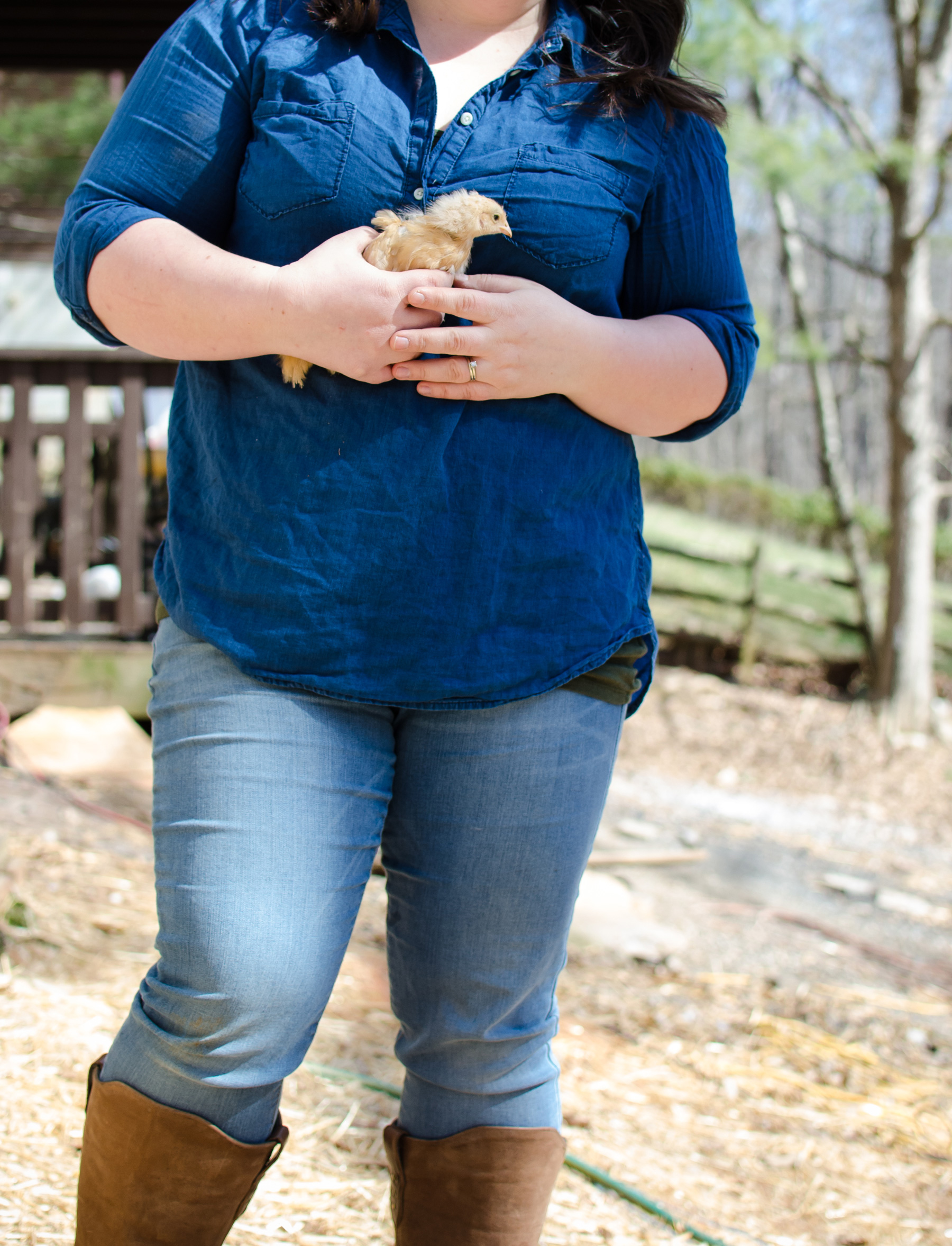 McMurray Hatchery Blog - Selecting the Best Chicken Breeds for Your Homestead - Amy Fewell