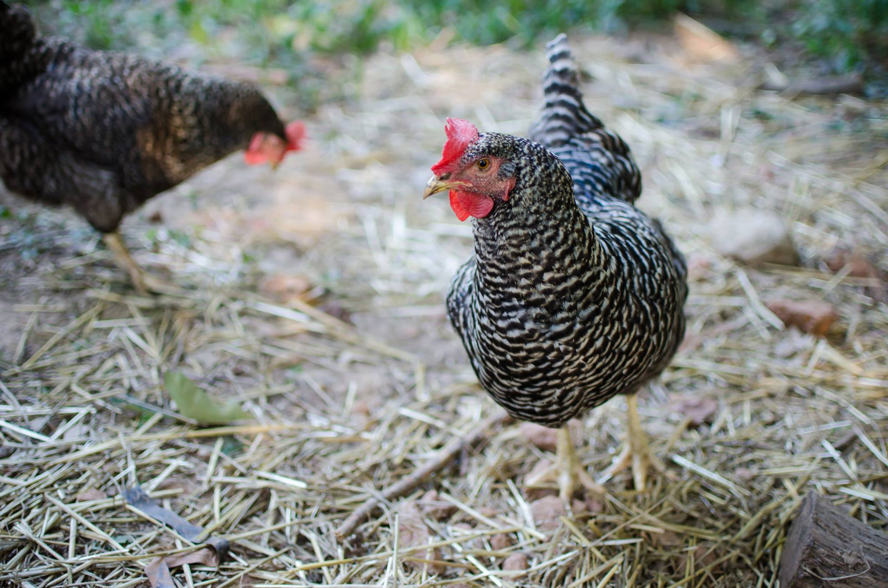 McMurray Hatchery Blog - Selecting the Best Chicken Breeds for Your Homestead - Barred Plymouth Rock