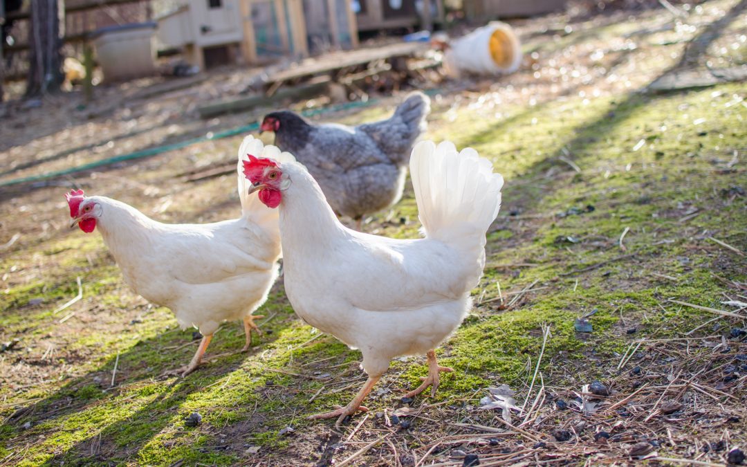Using Chickens and Geese in the Garden