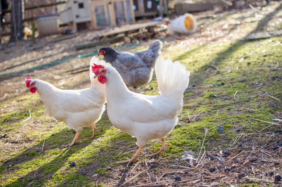 Using Chickens and Geese in the Garden Murray McMurray Hatchery Blog