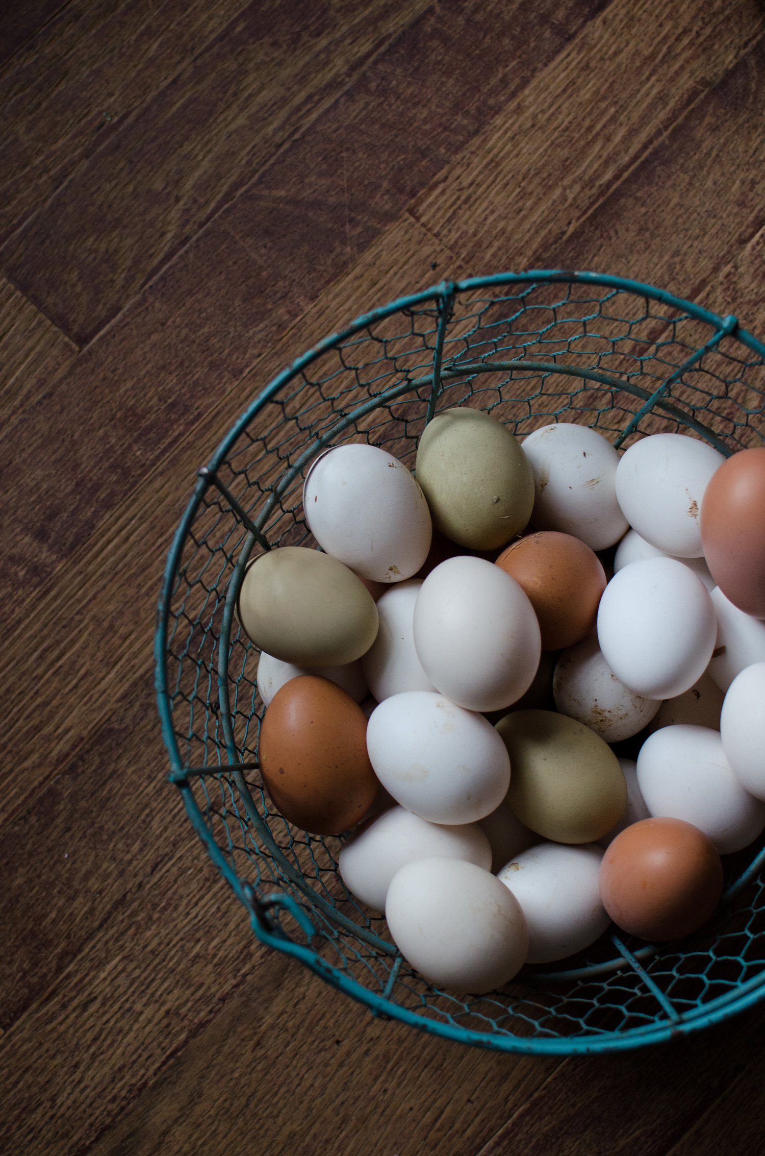 McMurray Hatchery Blog - Selecting the Best Chicken Breeds for Your Homestead - Fresh Eggs