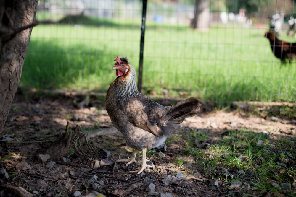 Selecting the Best Chicken Breeds for Your Homestead - Murray McMurray  Hatchery Blog