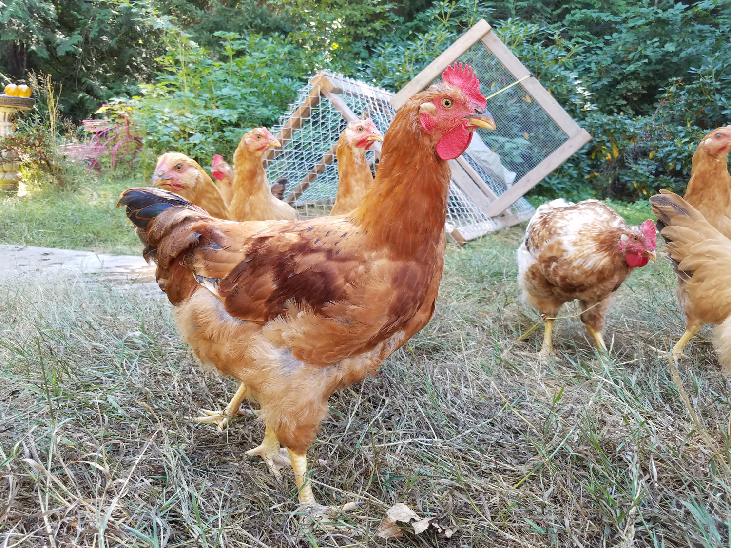 McMurray Hatchery Blog - Selecting the Best Chicken Breeds for Your Homestead - Meat Birds