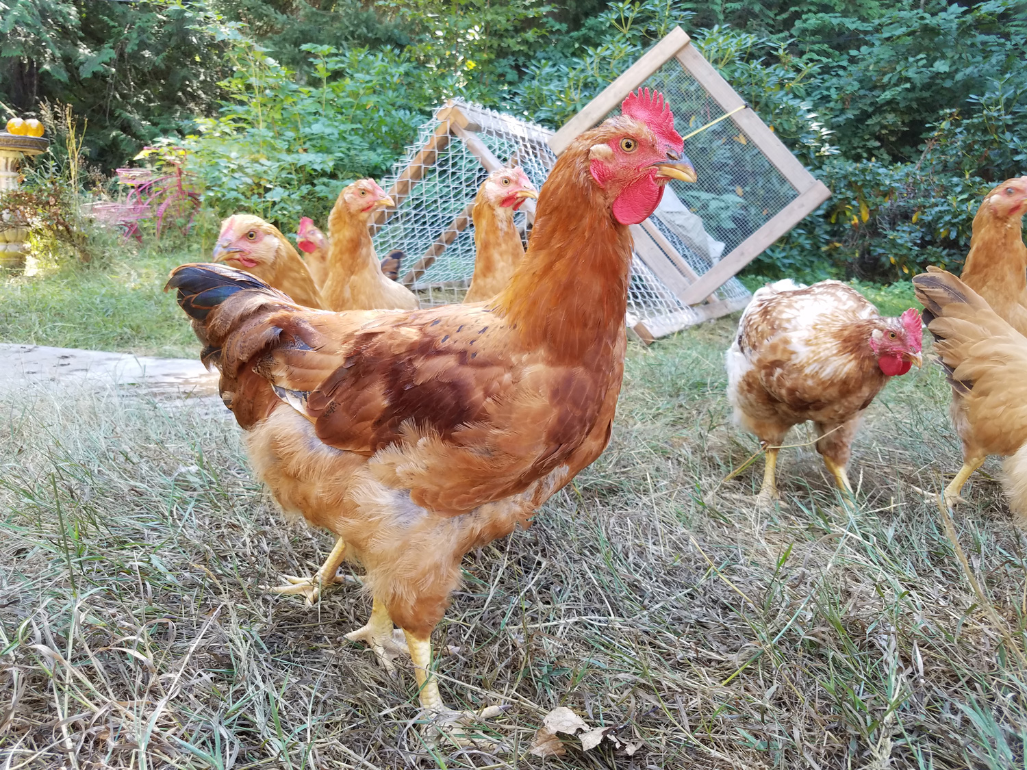 12 Top Most Largest Chicken Breeds, by Ourhomesteadguide