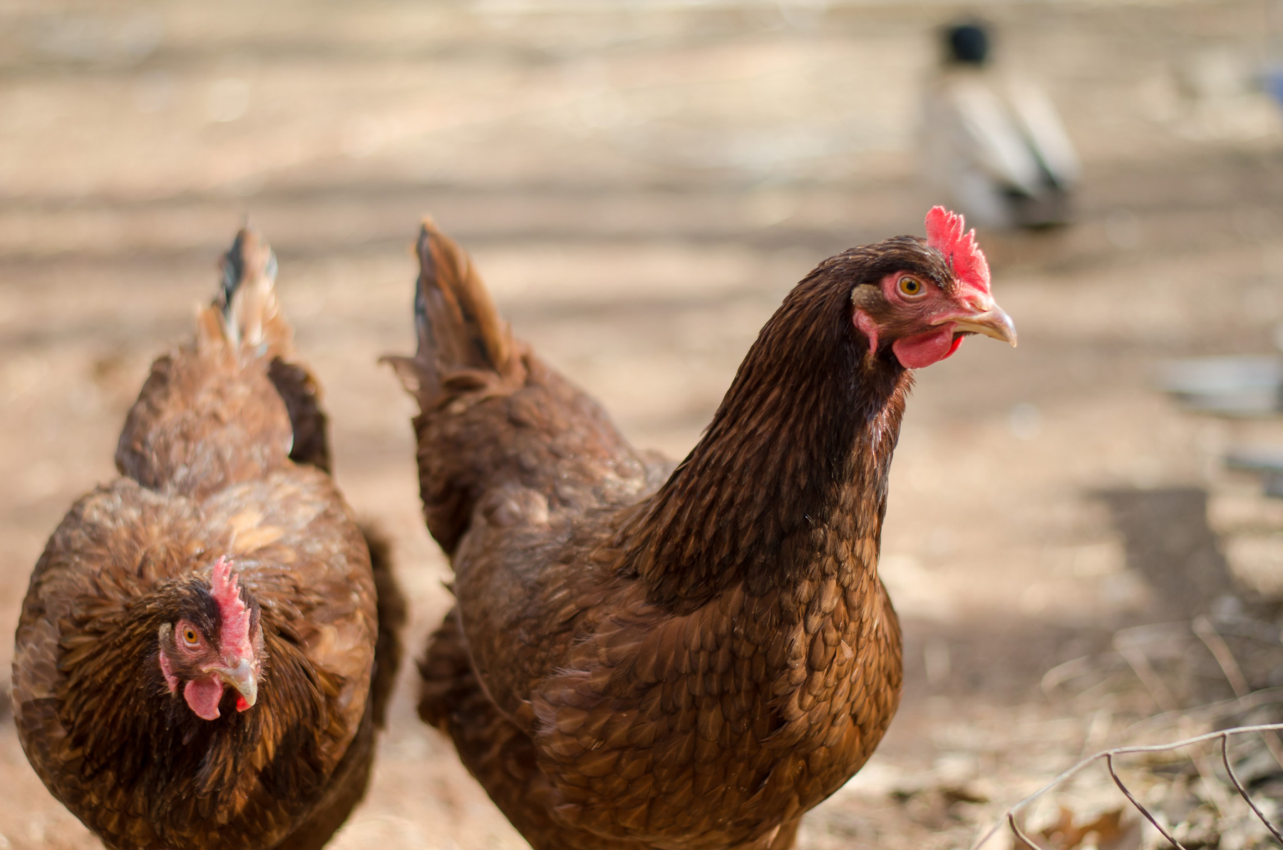 Selecting the Best Chicken Breeds for Your Homestead - Murray