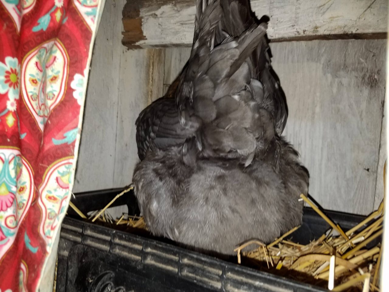 Chicken Coop Necessities 5 Must Have Items Murray McMurray Hatchery