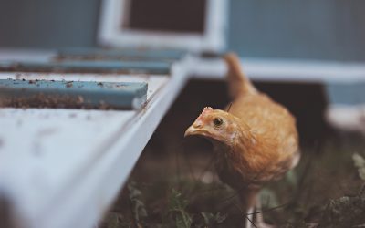 Chicken Coop Necessities | 5 Must Have Items