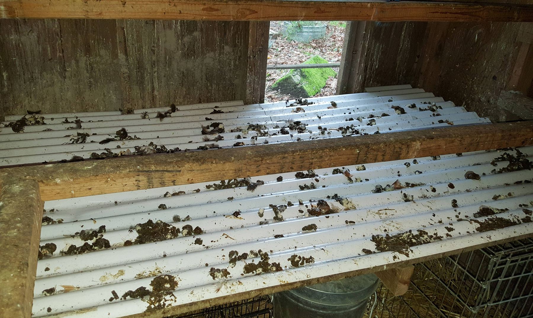 McMurray Hatchery | Chicken Coop Essentials | Droppings Boards