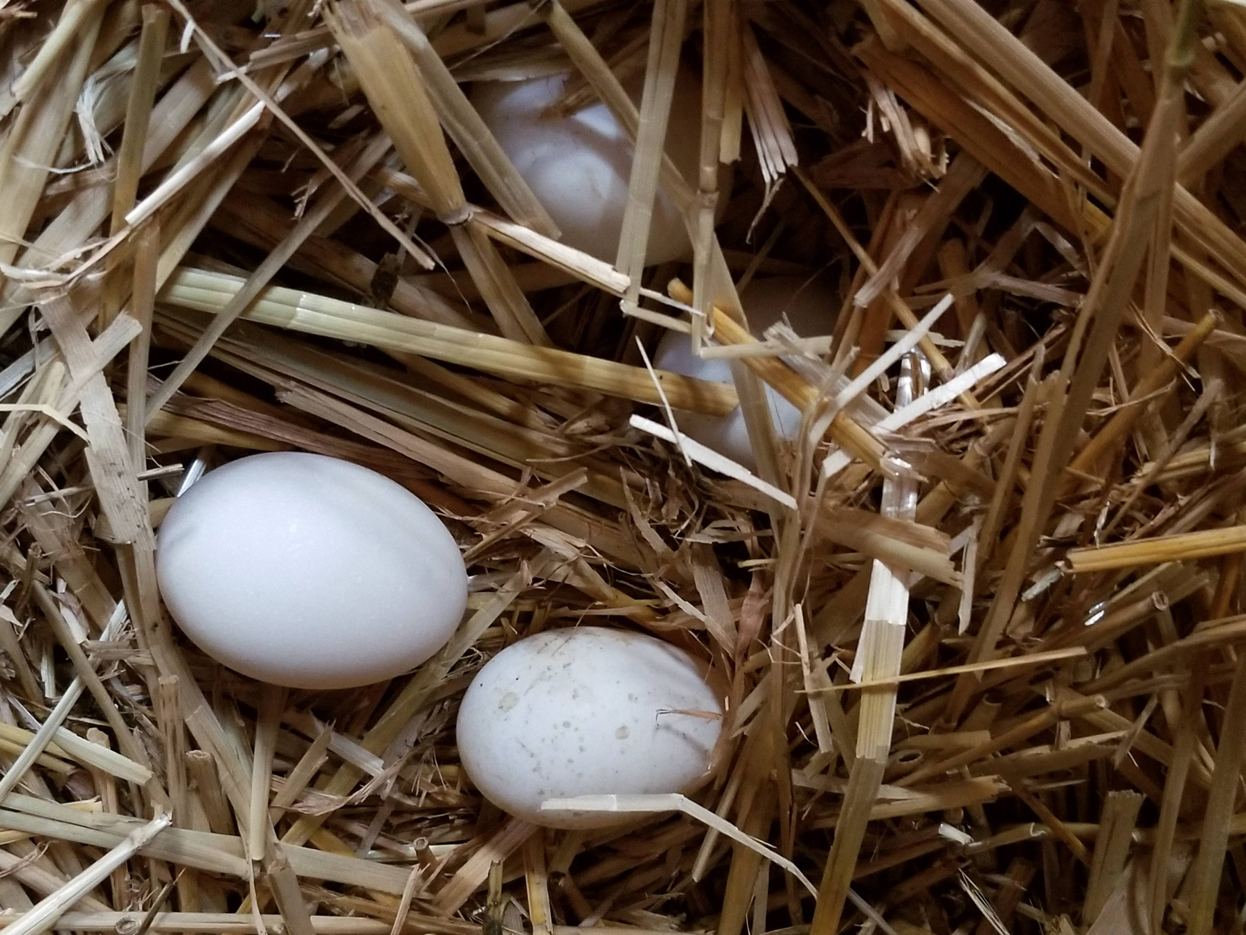 https://blog.mcmurrayhatchery.com/wp-content/uploads/2020/03/McMurrayHatchery-CoopEssentials-Eggs.jpg