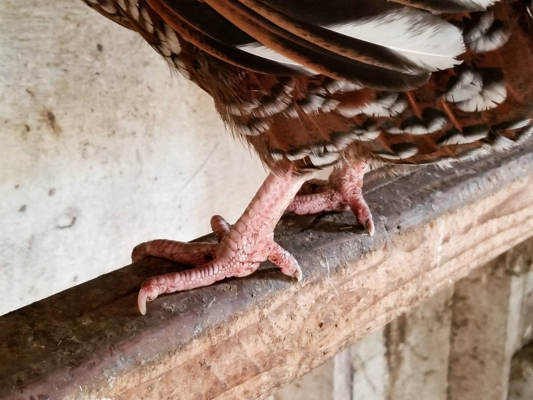 McMurray Hatchery | Chicken Coop Essentials | Roosting Bars