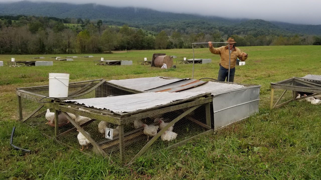 Joel Salatin The Perfect Chicken McMurray Hatchery Blog