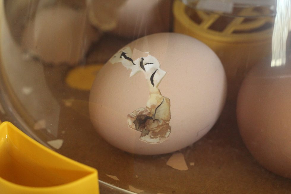 Chicken School Hatching Baby Chicks Murray McMurray Hatchery Blog