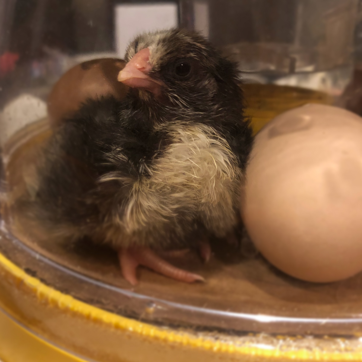 McMurray Hatchery | Chicken School | Candling and Hatching Eggs