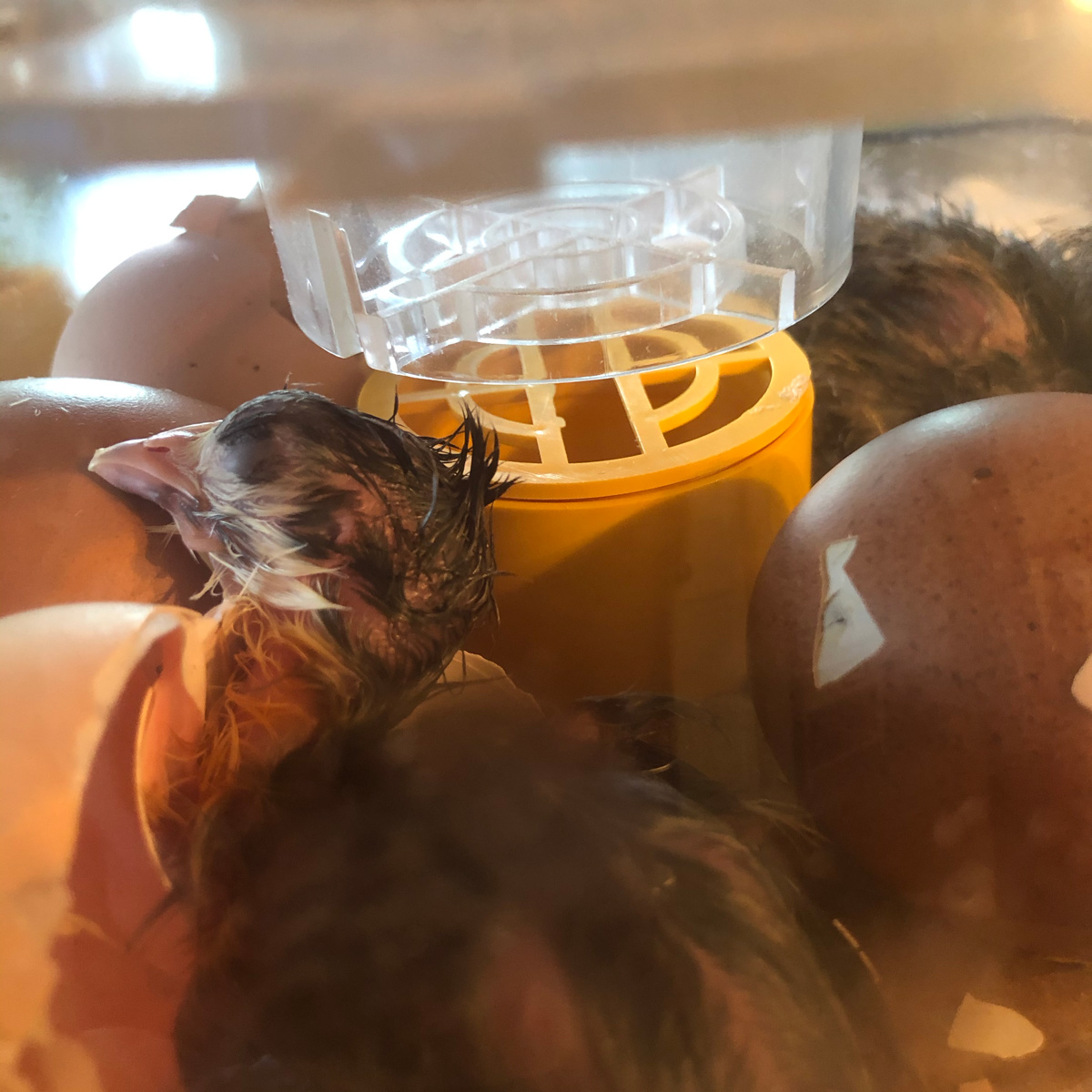 McMurray Hatchery | Chicken School | Candling and Hatching Eggs