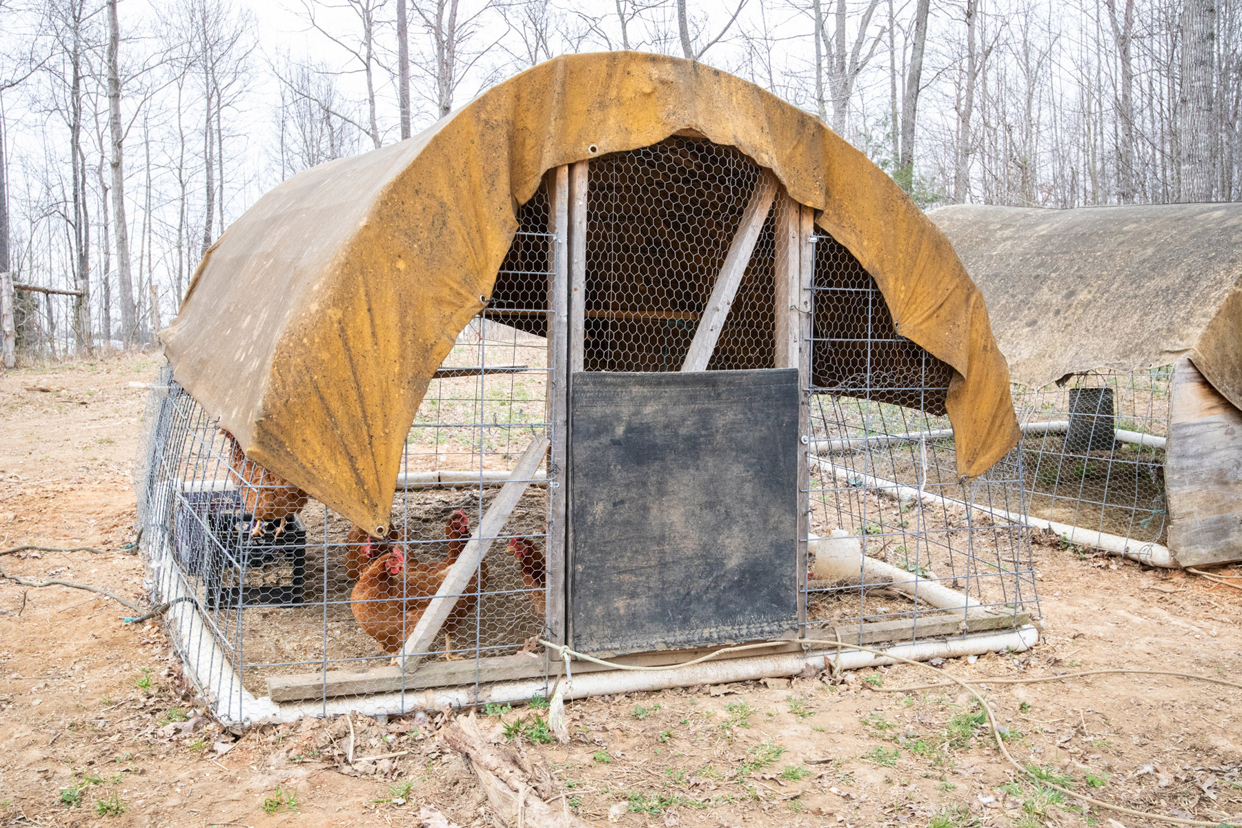 How to Build a Quick and Easy Chicken Coop | McMurray 