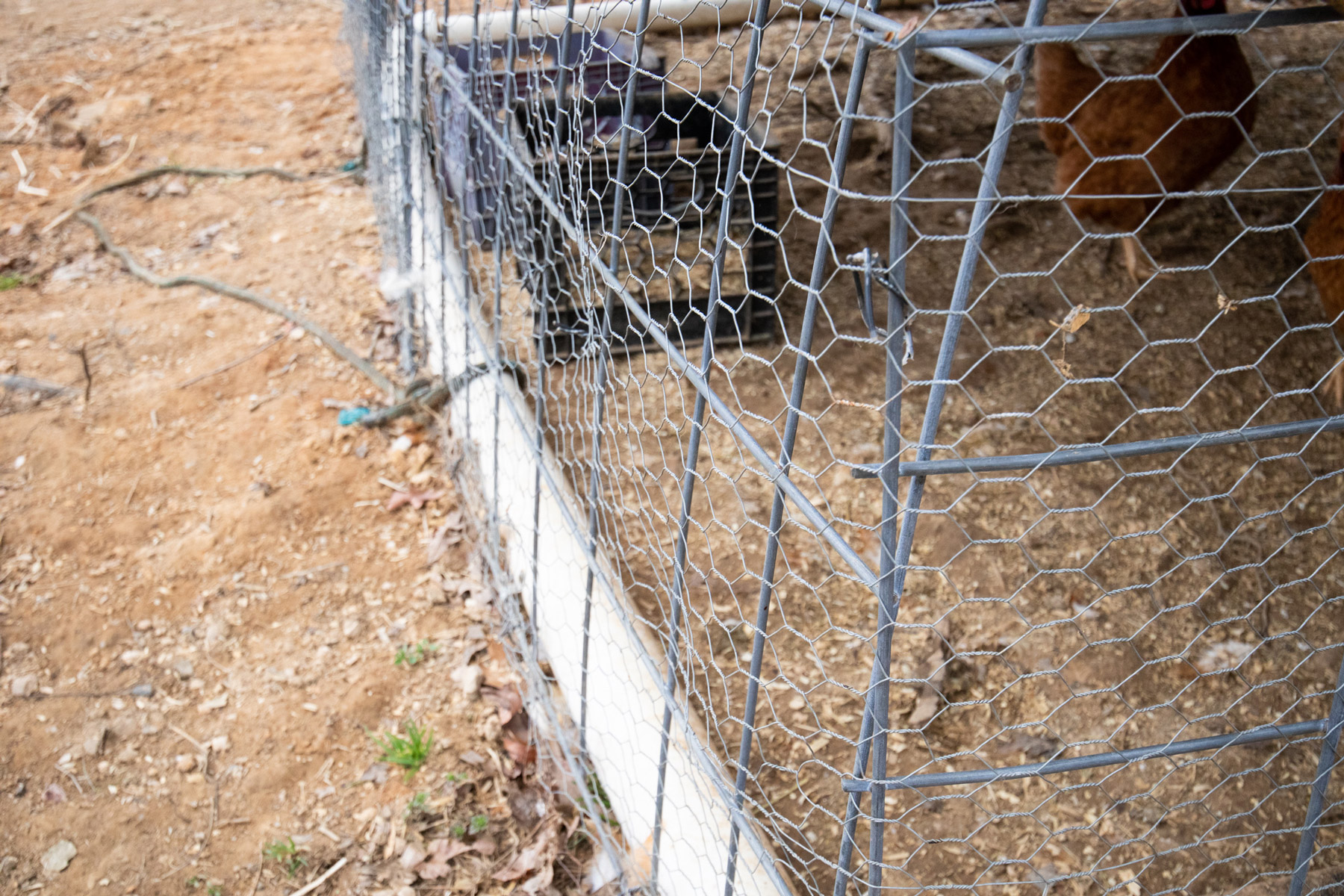 McMurray Hatchery | Homesteaders | Quick And Easy Chicken Coop