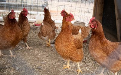 How to Build a Quick and Easy Chicken Coop