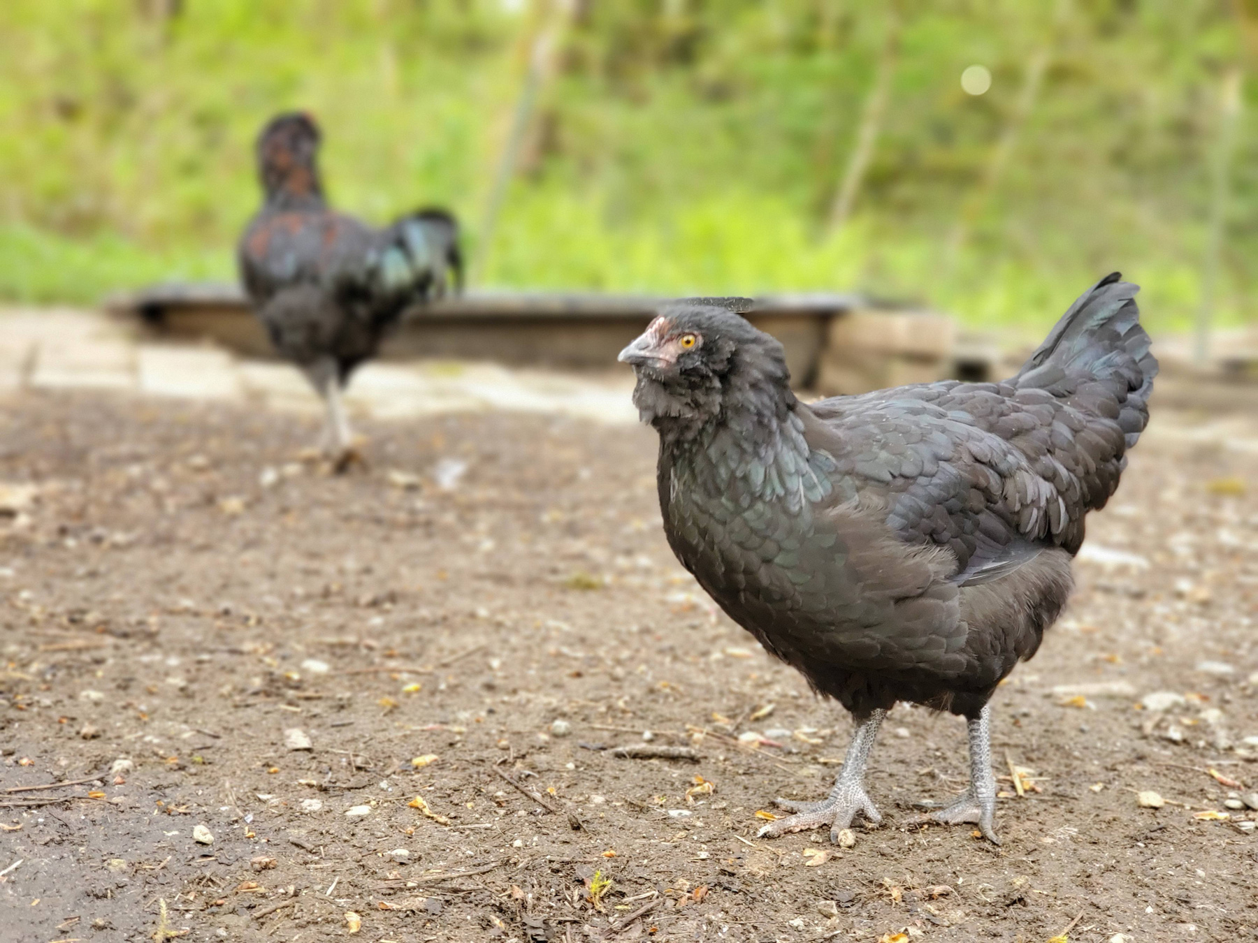 McMurray Hatchery | Homesteading | Raising Free Range Poultry