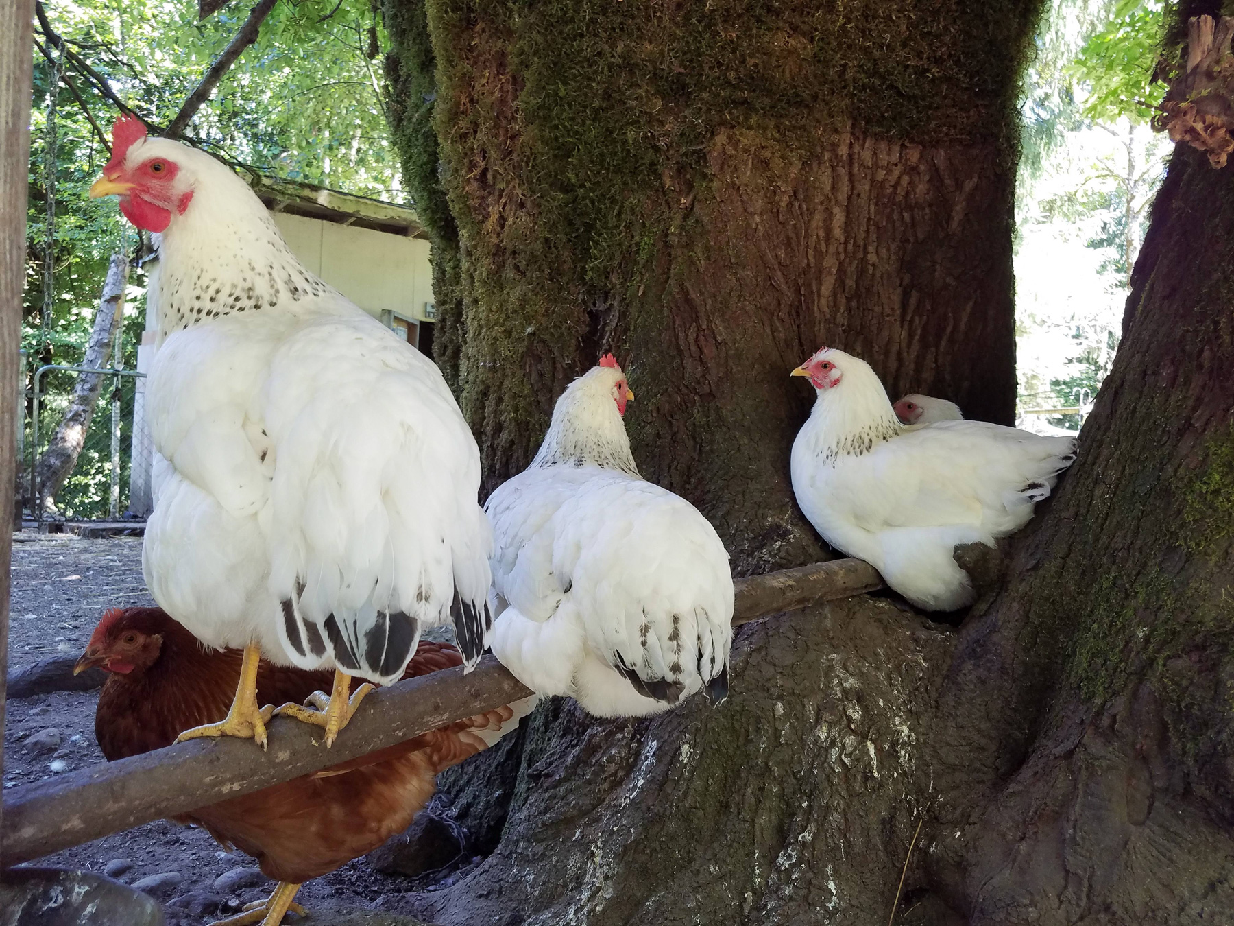 McMurray Hatchery | Homesteading | Raising Free Range Poultry