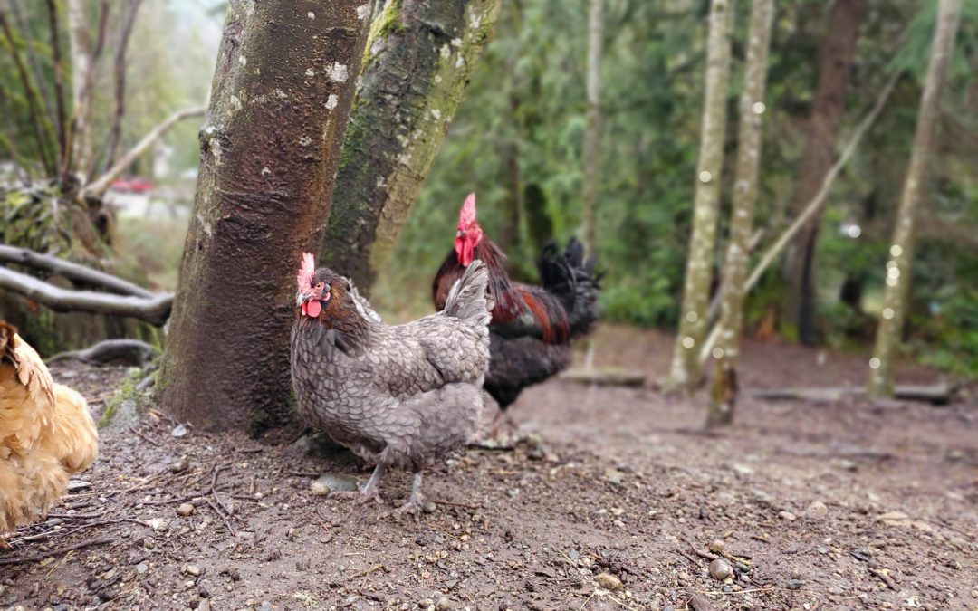 Raising Free-Range Poultry