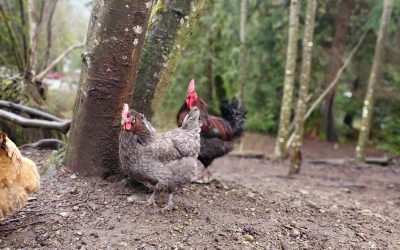 Raising Free-Range Poultry