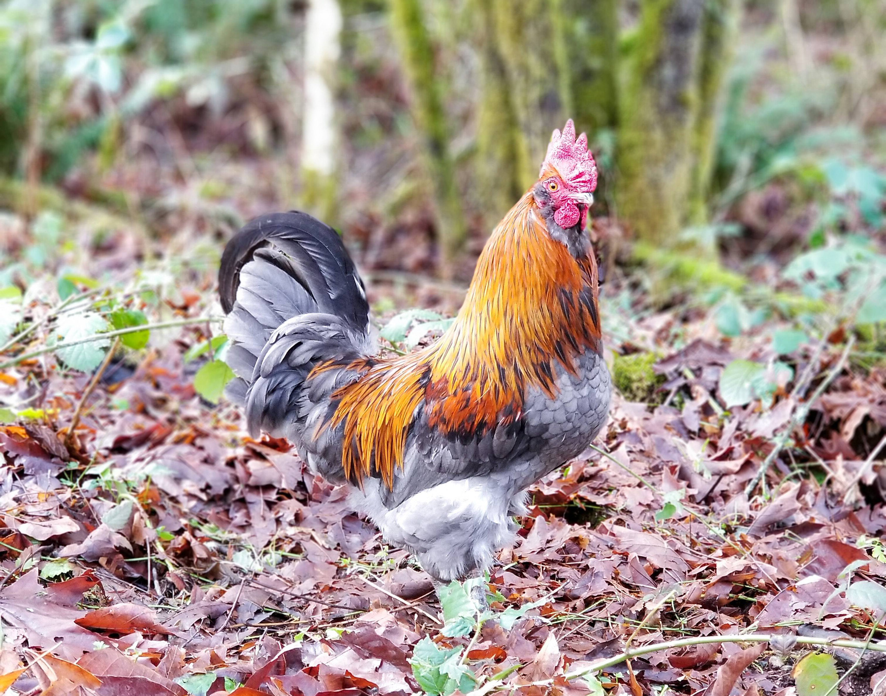 McMurray Hatchery | Homesteading | Raising Free Range Poultry