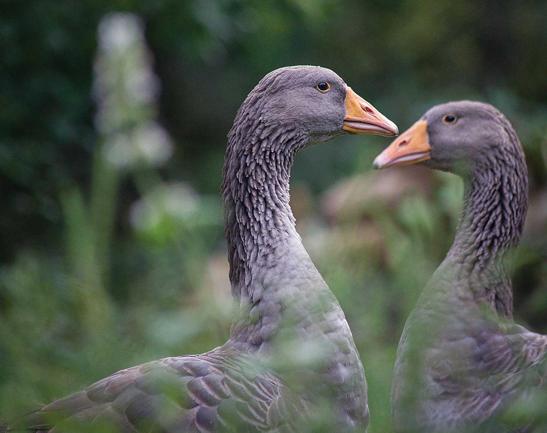 McMurray Hatchery | Homesteading | Raising Free Range Poultry