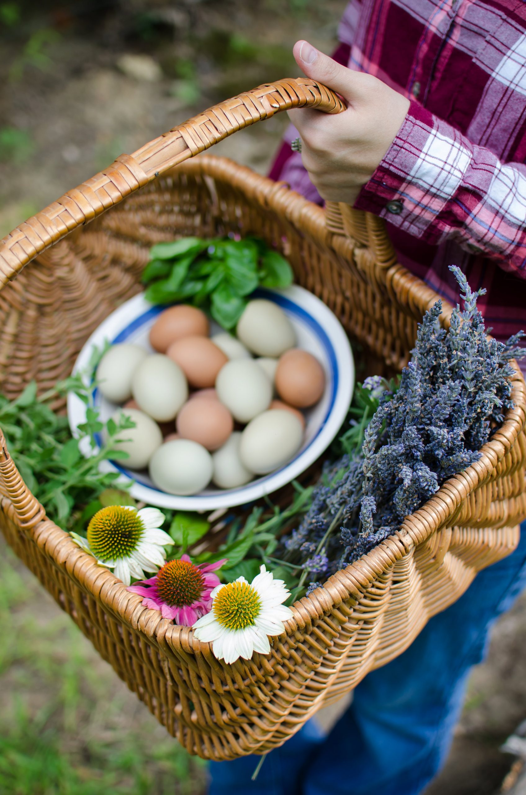 McMurray Hatchery | Using Chickens and Geese in the Garden | Fresh Eggs