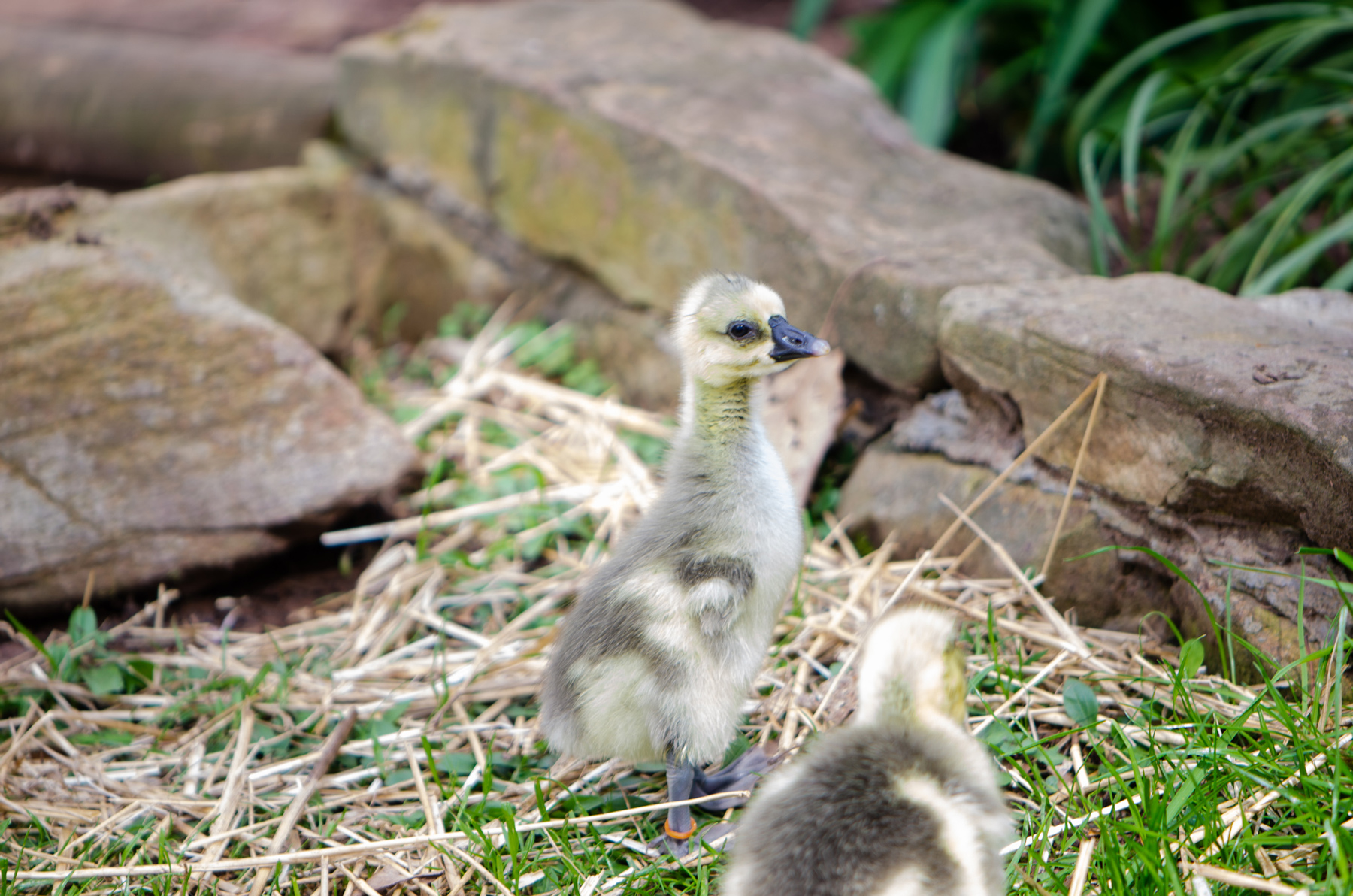 McMurray Hatchery | Using Geese in the Garden | Brown Chinese Geese