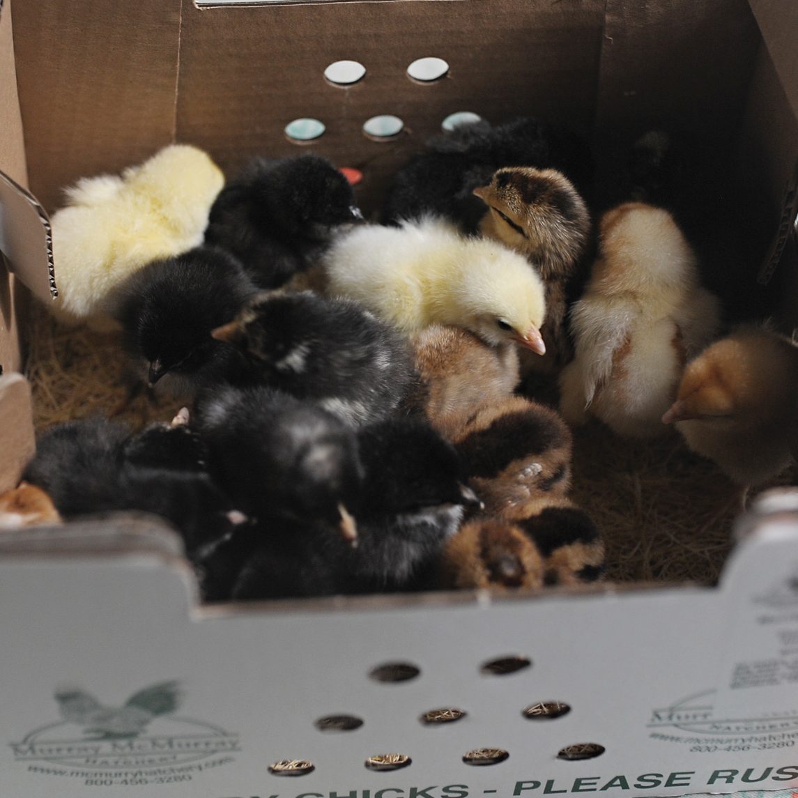 Free Chicks from McMurray Hatchery 