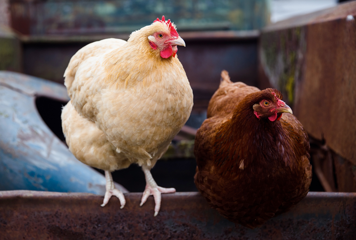 McMurray Hatchery Buff Orpington and New Hampshire Hens