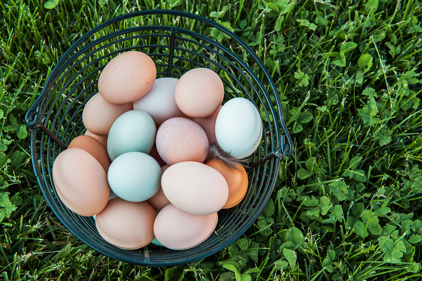 The Freshly Laid Rotten Egg - Hobby Farms