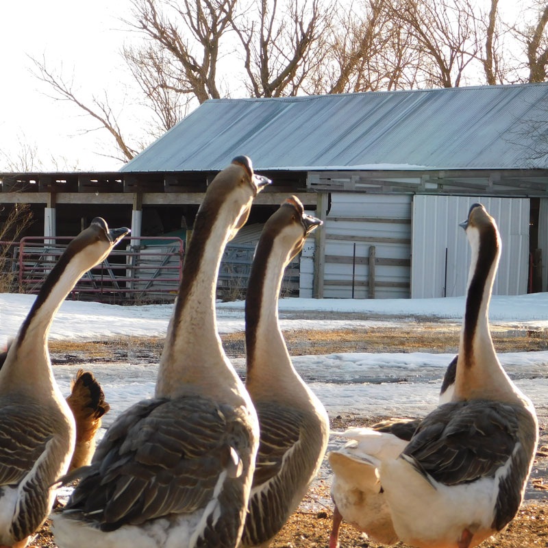 Homesteader's Guide to Chinese Geese