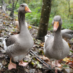 McMurray Hatchery | Waterfowl | Goslings | Toulouse Geese