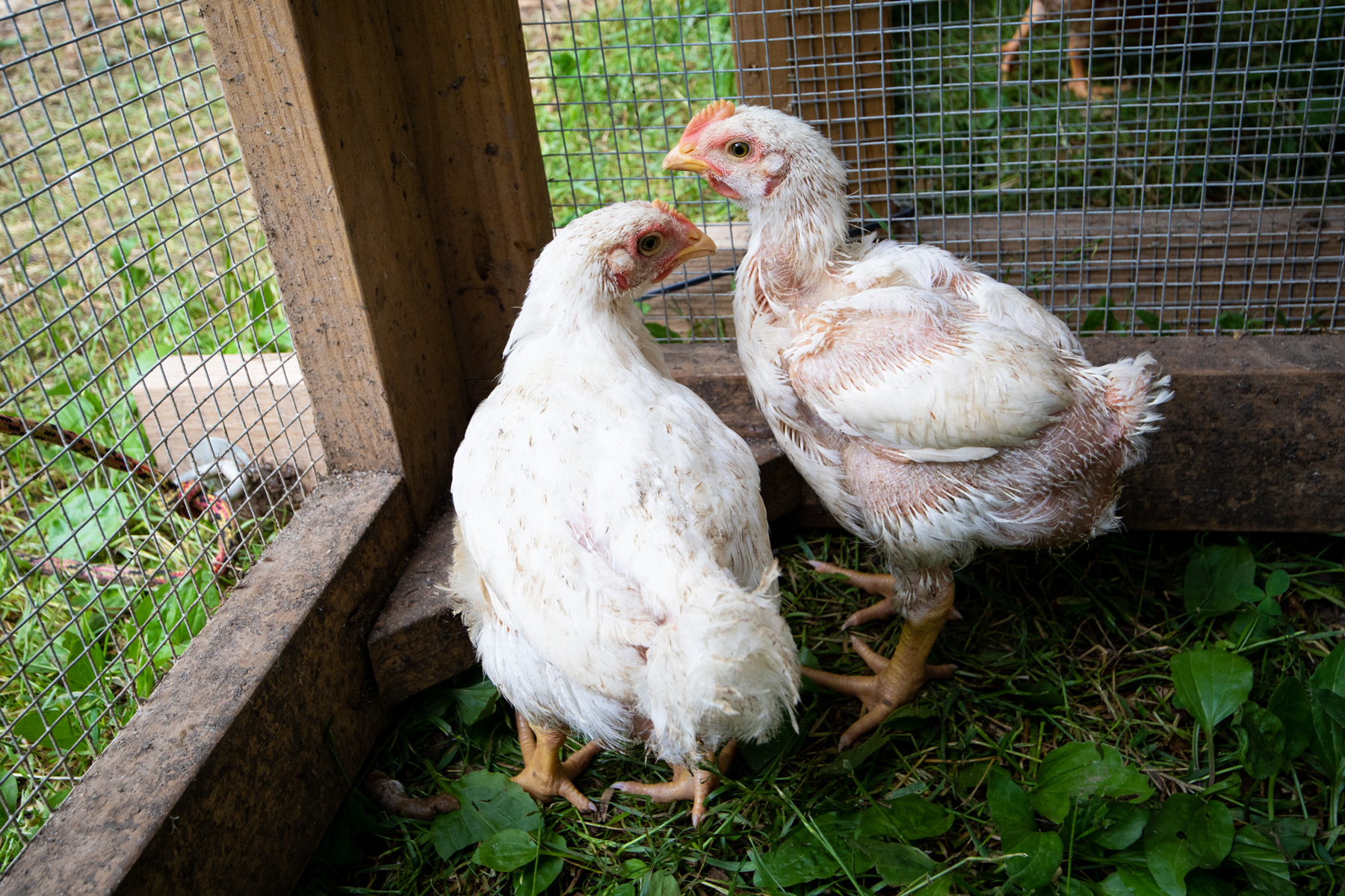 McMurray Hatchery Blog | Amy Fewell | How to Make Money Off Your Chickens | Raising Broiler Chickens for Meat and Sale